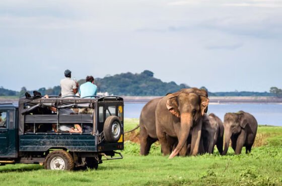 3 Days – Sri Lanka Cultural, Wildlife & Hill Country Tour