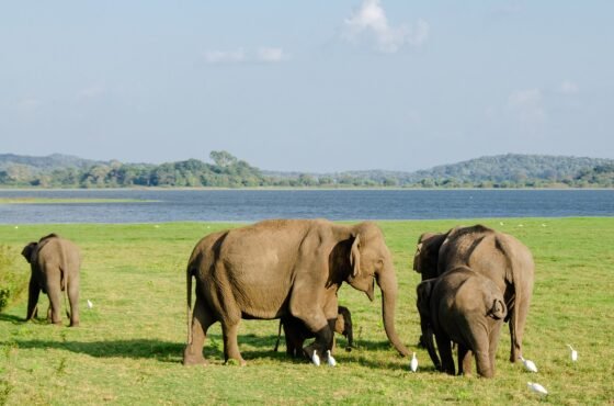 2 Days – Sri Lanka Wildlife & Cultural Escape