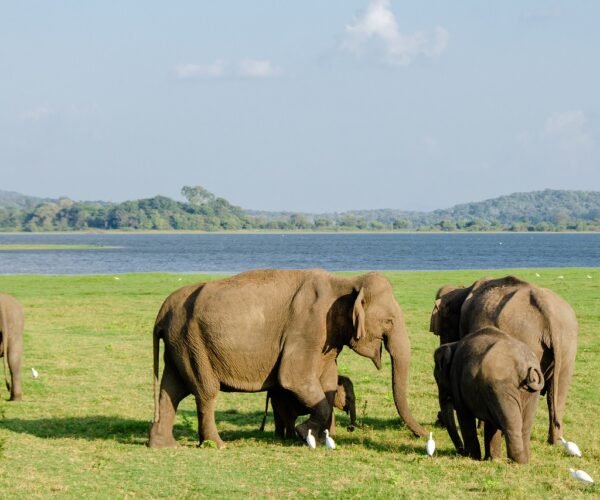 2 Days – Sri Lanka Wildlife & Cultural Escape
