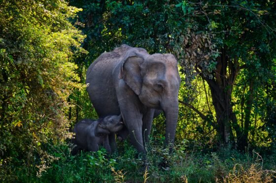1 Day – Udawalawe National Park Wildlife Safari Tour