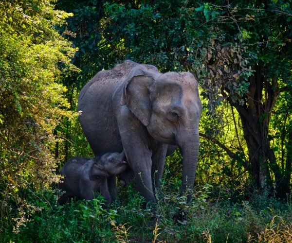 1 Day – Udawalawe National Park Wildlife Safari Tour