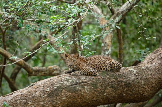 1 Day – Yala National Park Wildlife Safari Tour