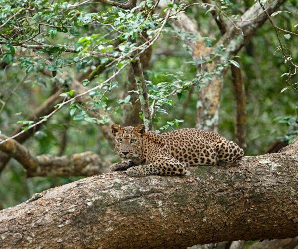1 Day – Yala National Park Wildlife Safari Tour
