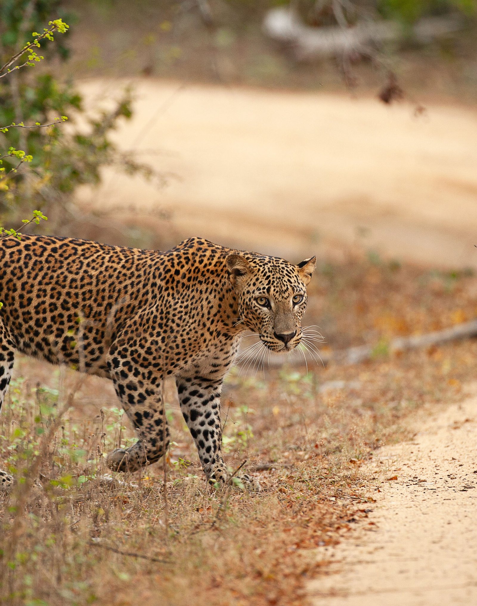 Yala National Park